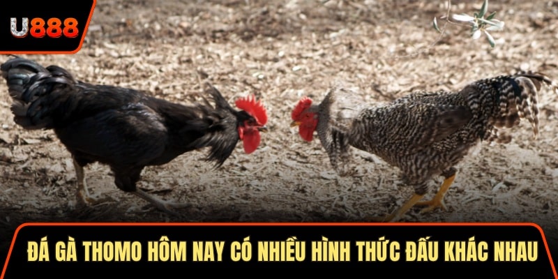 Đá gà Thomo hôm nay có nhiều hình thức đấu khác nhau