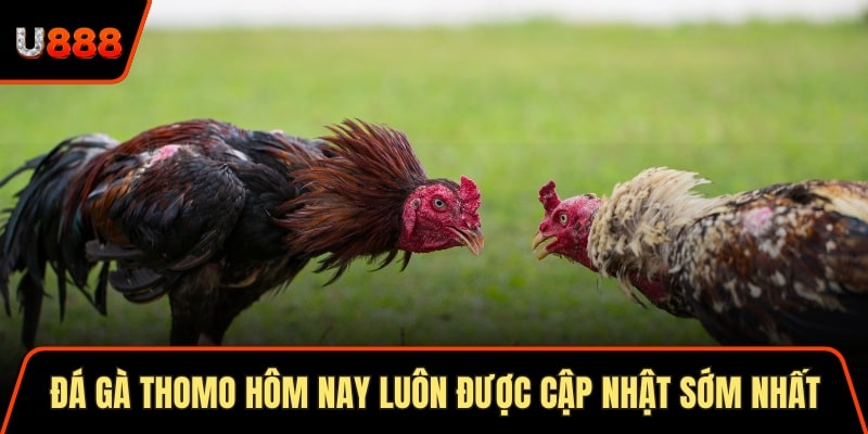 Đá gà Thomo hôm nay luôn được cập nhật sớm nhất