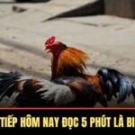 Đá Gà Trực Tiếp Hôm Nay Đọc 5 Phút Là Biết Cách Chơi