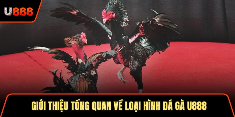Giới thiệu tổng quan về loại hình đá gà U888